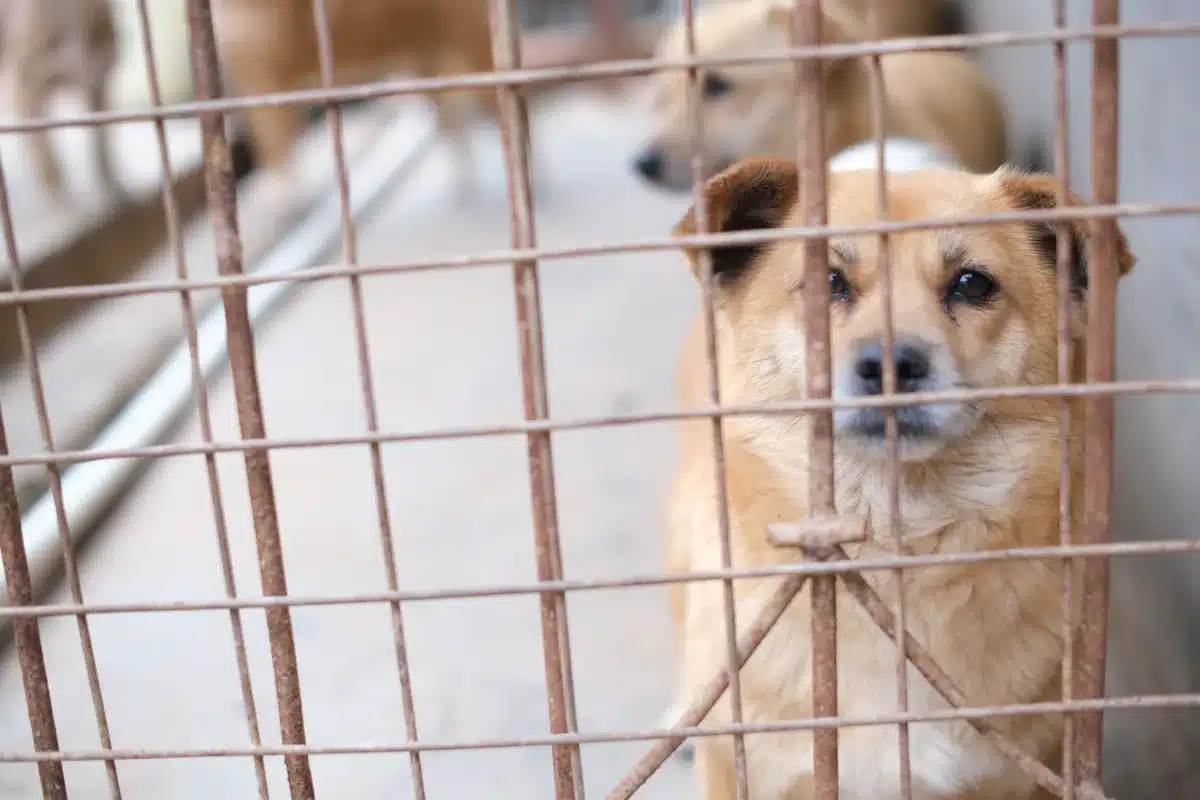 Operação de resgate de animais com técnicos e autoridades veterinárias