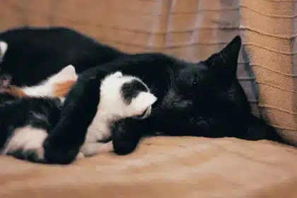 Múltiplos gatos num espaço interior com deficiências de limpeza e salubridade