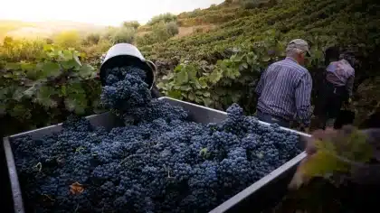 Vindimadores com capas improvisadas a colher cachos de uva em vinha molhada pela chuva