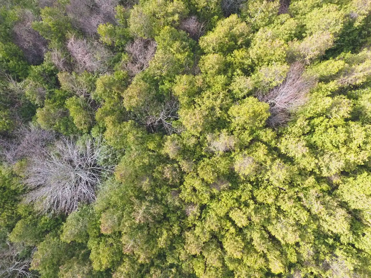 Diversidade florestal com v&aacute;rias esp&eacute;cies de &aacute;rvores, arbustos e vegeta&ccedil;&atilde;o densa numa &aacute;rea protegida.