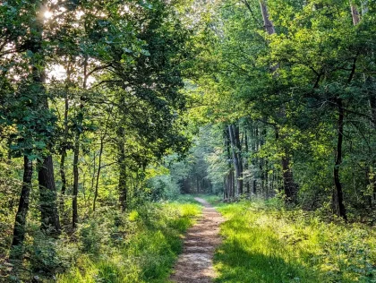 Caminho sinuoso numa floresta densa com árvores antigas, luz natural filtrada entre a copa, e banco de descanso rodeado