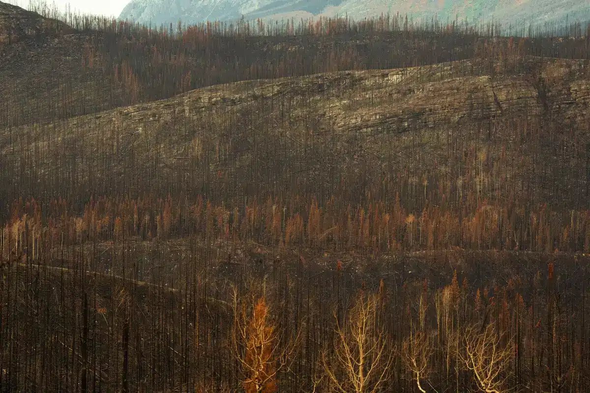 Paisagem florestal com trabalhos de prevenção e limpeza de terrenos para reduzir risco de incêndios