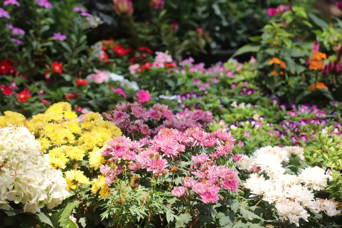 Diversidade de plantas e flores em diferentes cores e texturas