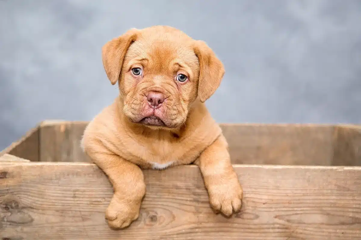Cão dentro de equipamento de ressonância magnética durante estudo de processamento de emoções humanas