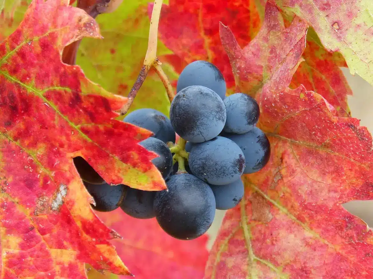 Vinhas com muro de pedra e cestos de vindima